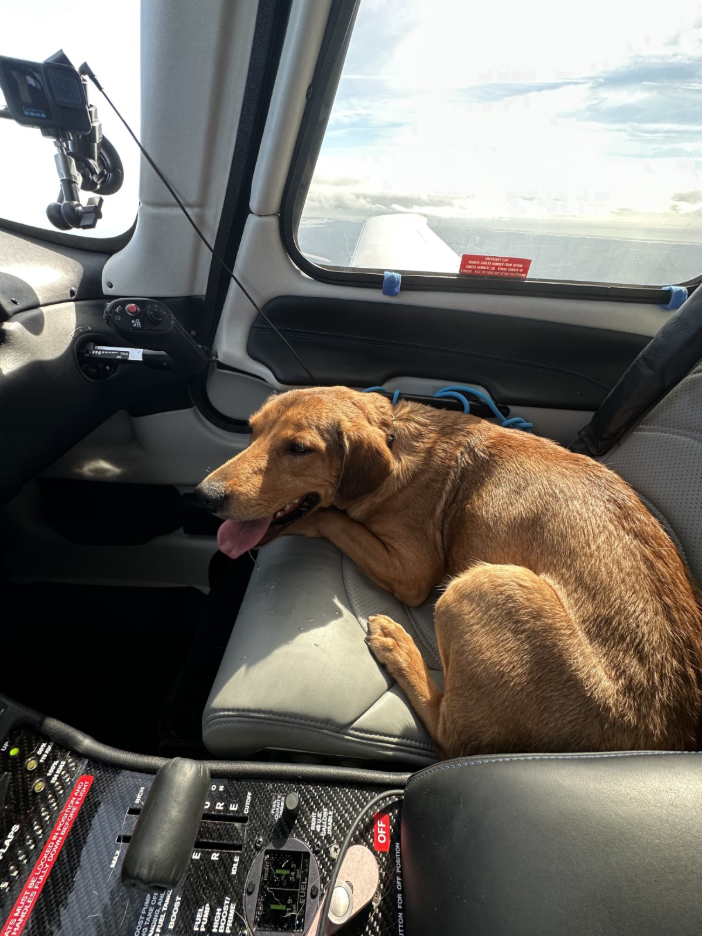 dog laying in the right seat of SR Series