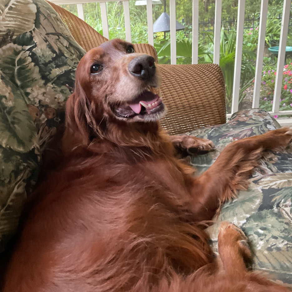 Golden retriever laying on couch